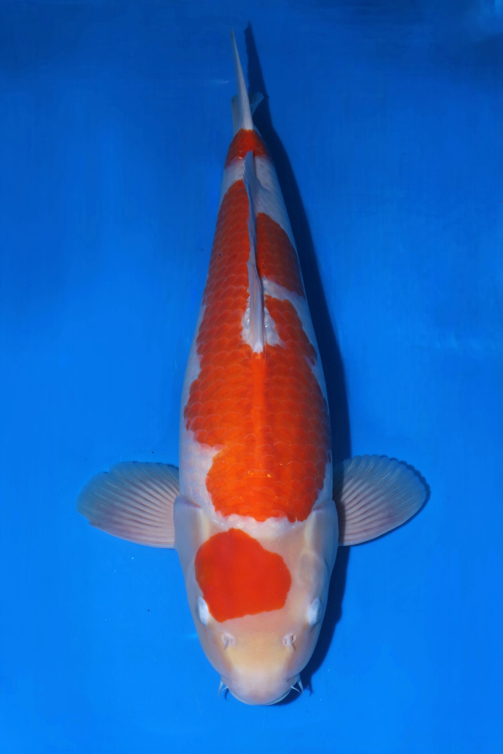 Matsue Kohaku VHQ man nisai