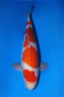 Matsue Kohaku HQ++ man nisai