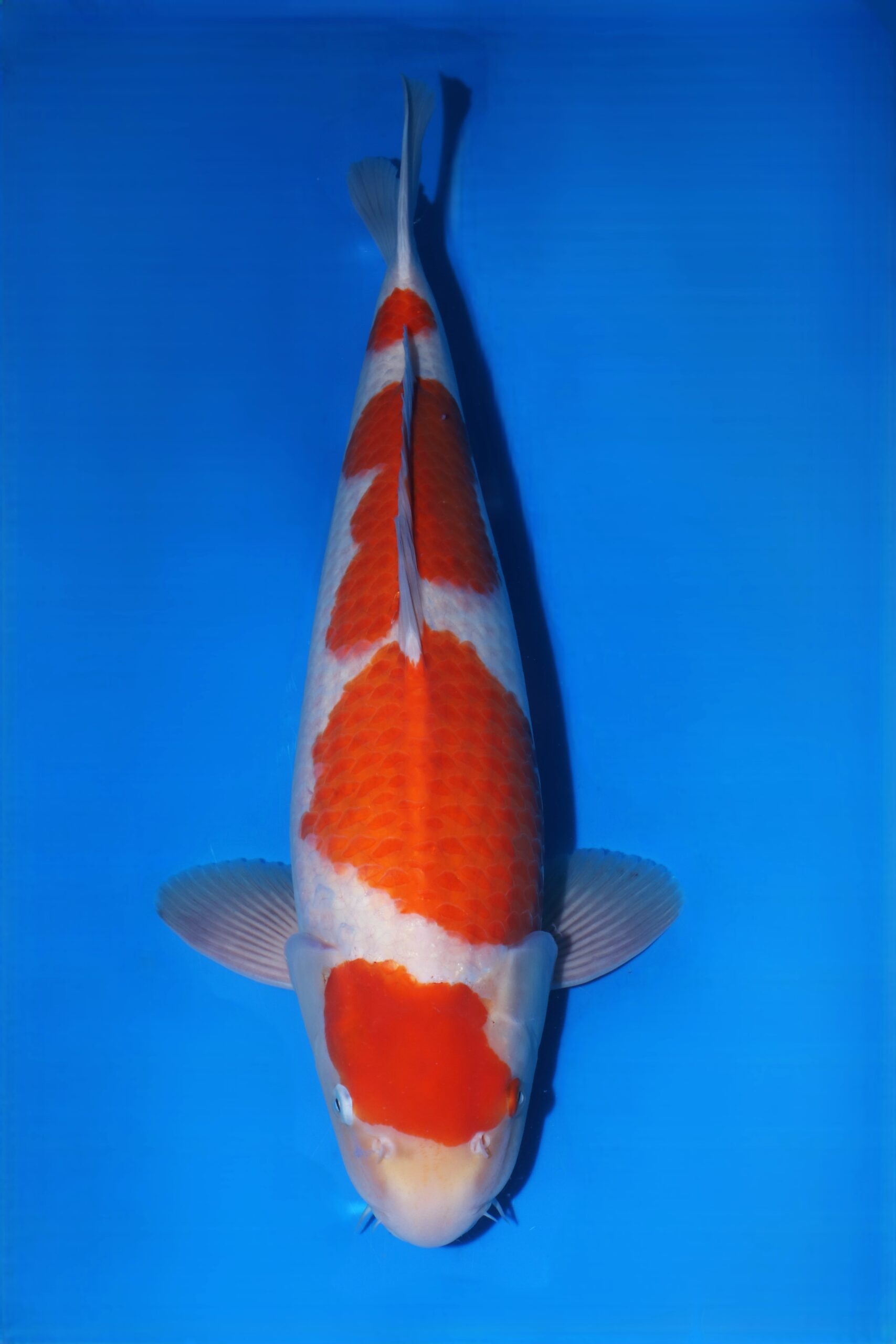 Matsue Kohaku HQ++ man nisai