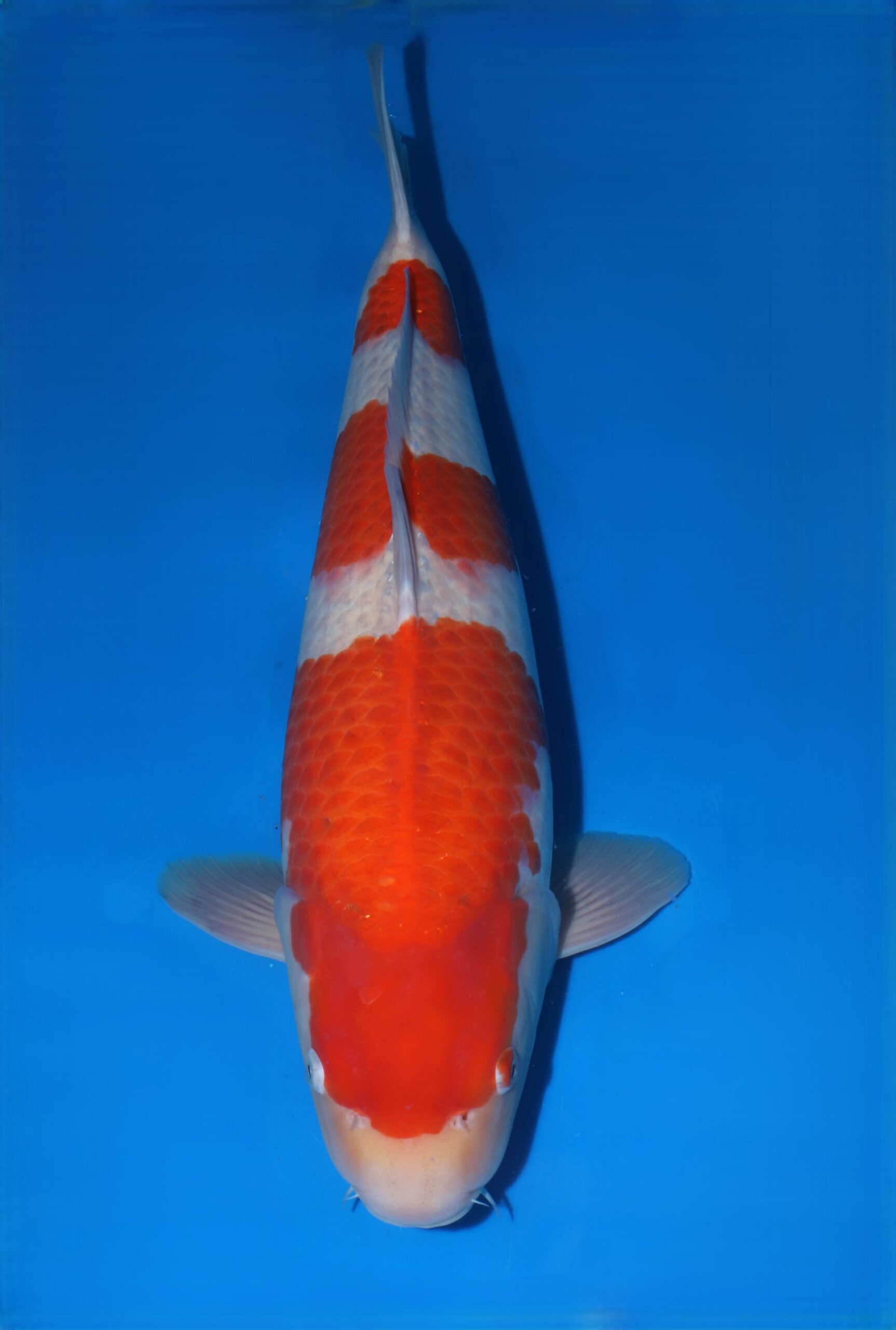 Matsue Kohaku HQ++ man nisai