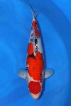 Sanke VHQ++++ female nisai Tamaura Azukari