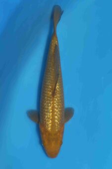 Tategoi GR chagoi female* tosai SVHQ Ogata