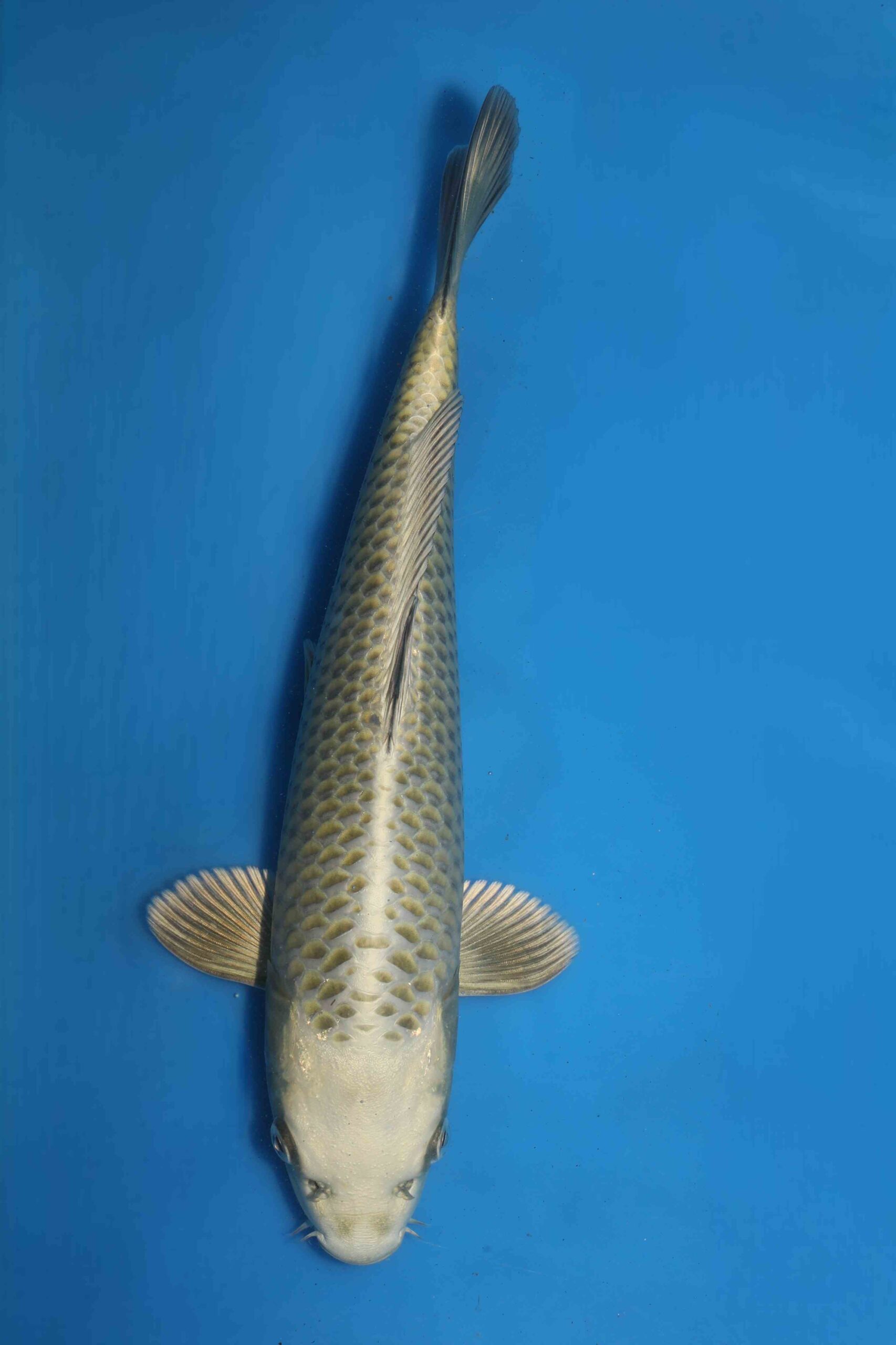 Tategoi Silver fox female* tosai Mukashi ogon SVHQ