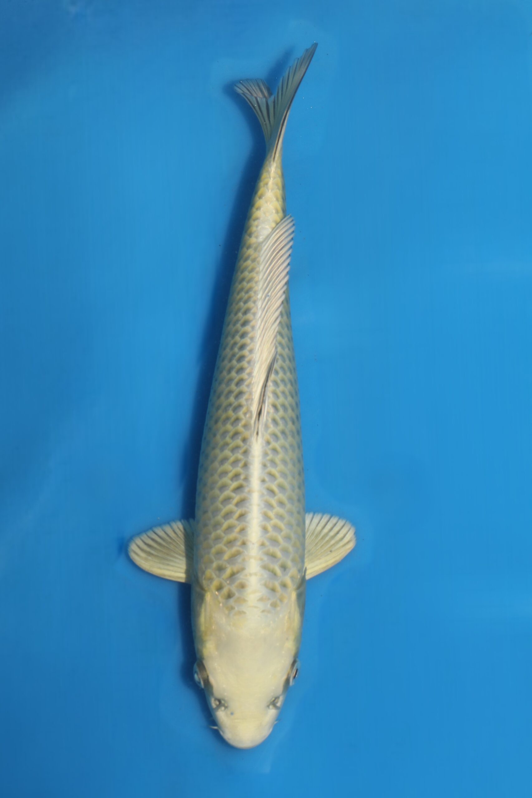 Tategoi Silver fox female* tosai Mukashi ogon SVHQ