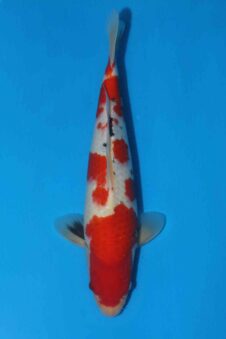 Momotaro sanke HQ+++ NIEUWE Karashigoi bloedlijn tosai male