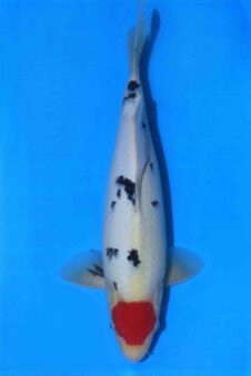 Momotaro tancho sanke HQ+++ NIEUWE Karashigoi bloedlijn tosai male