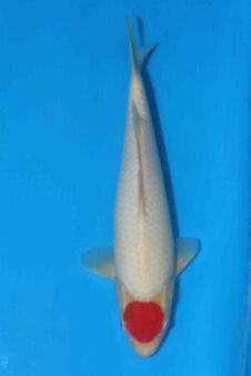 Momotaro Tancho kohaku HQ+++ NIEUWE Karashigoi bloedlijn tosai male