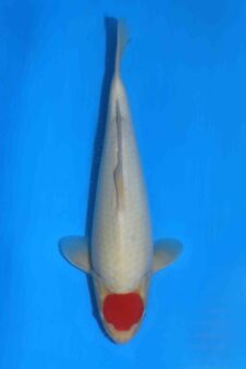 Momotaro tancho kohaku HQ+++ NIEUWE Karashigoi bloedlijn jumbo tosai male