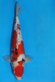 Momotaro sanke HQ+++ NIEUWE Karashigoi bloedlijn tosai male