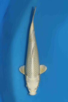 Tategoi Silver fox female* tosai Mukashi ogon SVHQ