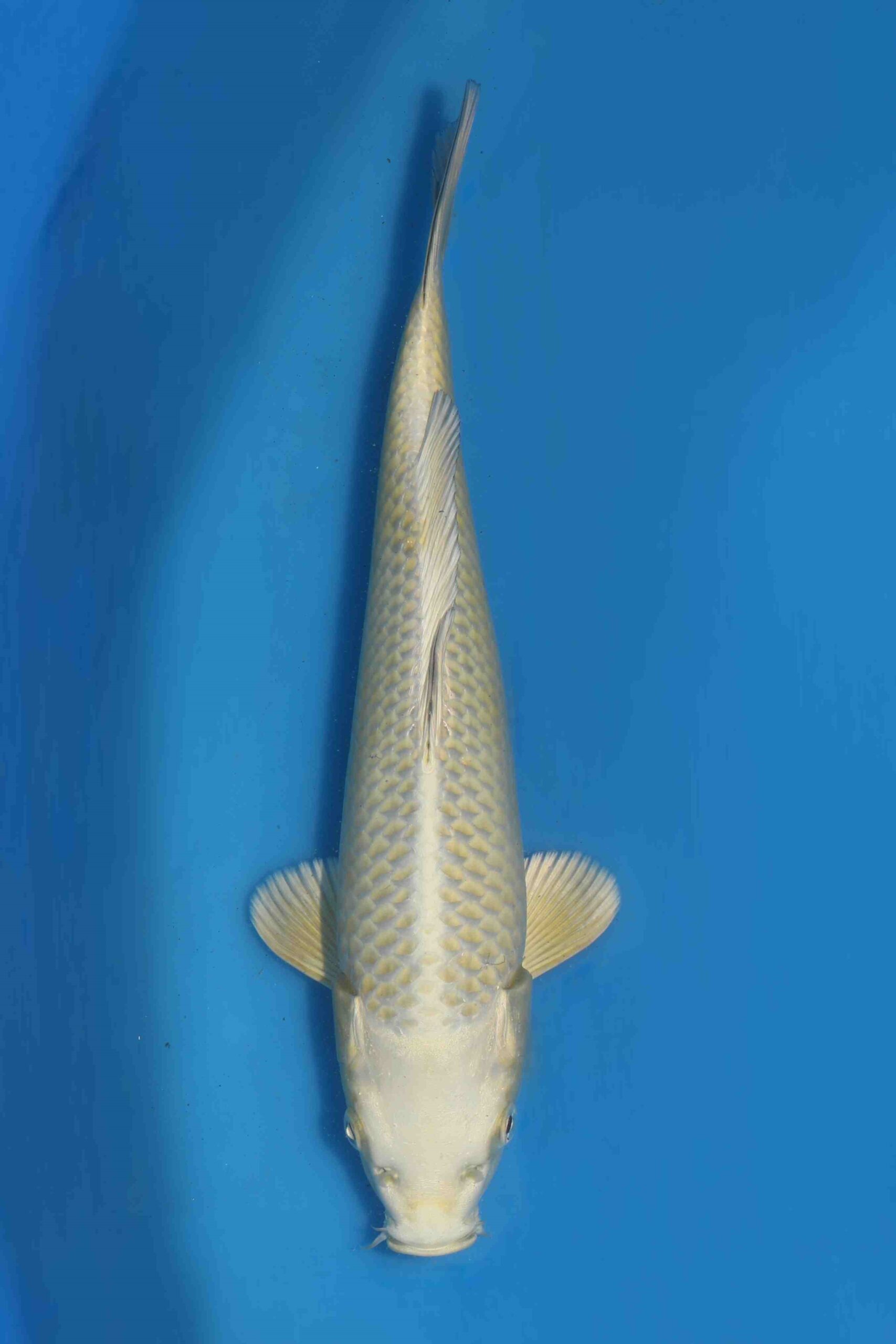 Tategoi Silver fox female* tosai Mukashi ogon SVHQ