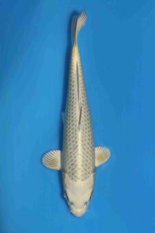 Tategoi Silver fox female* tosai Mukashi ogon SVHQ