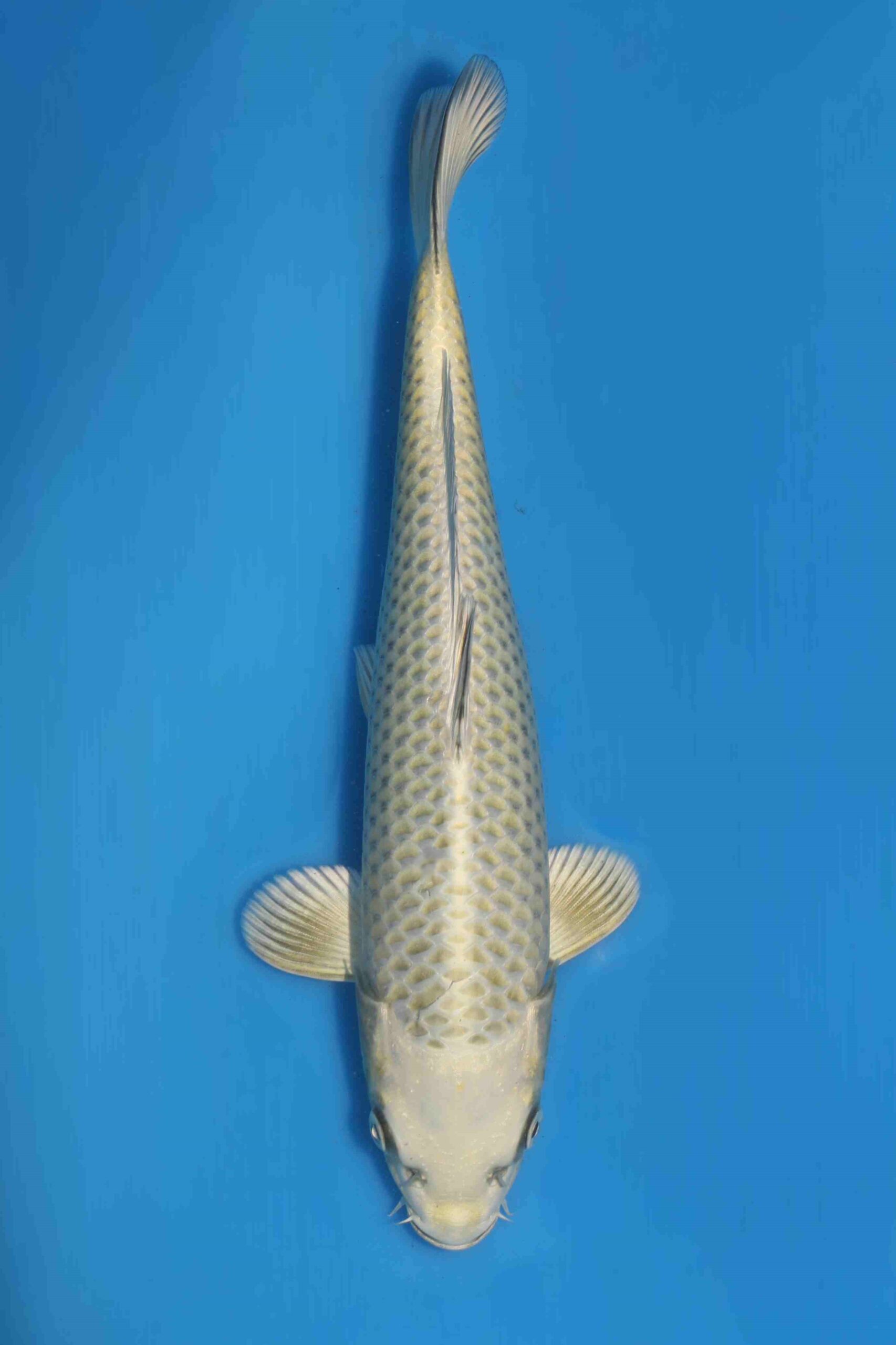 Tategoi Silver fox female* tosai Mukashi ogon SVHQ