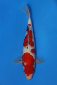 Momotaro sanke VHQ+ NIEUWE Karashigoi bloedlijn JUMBO female tosai