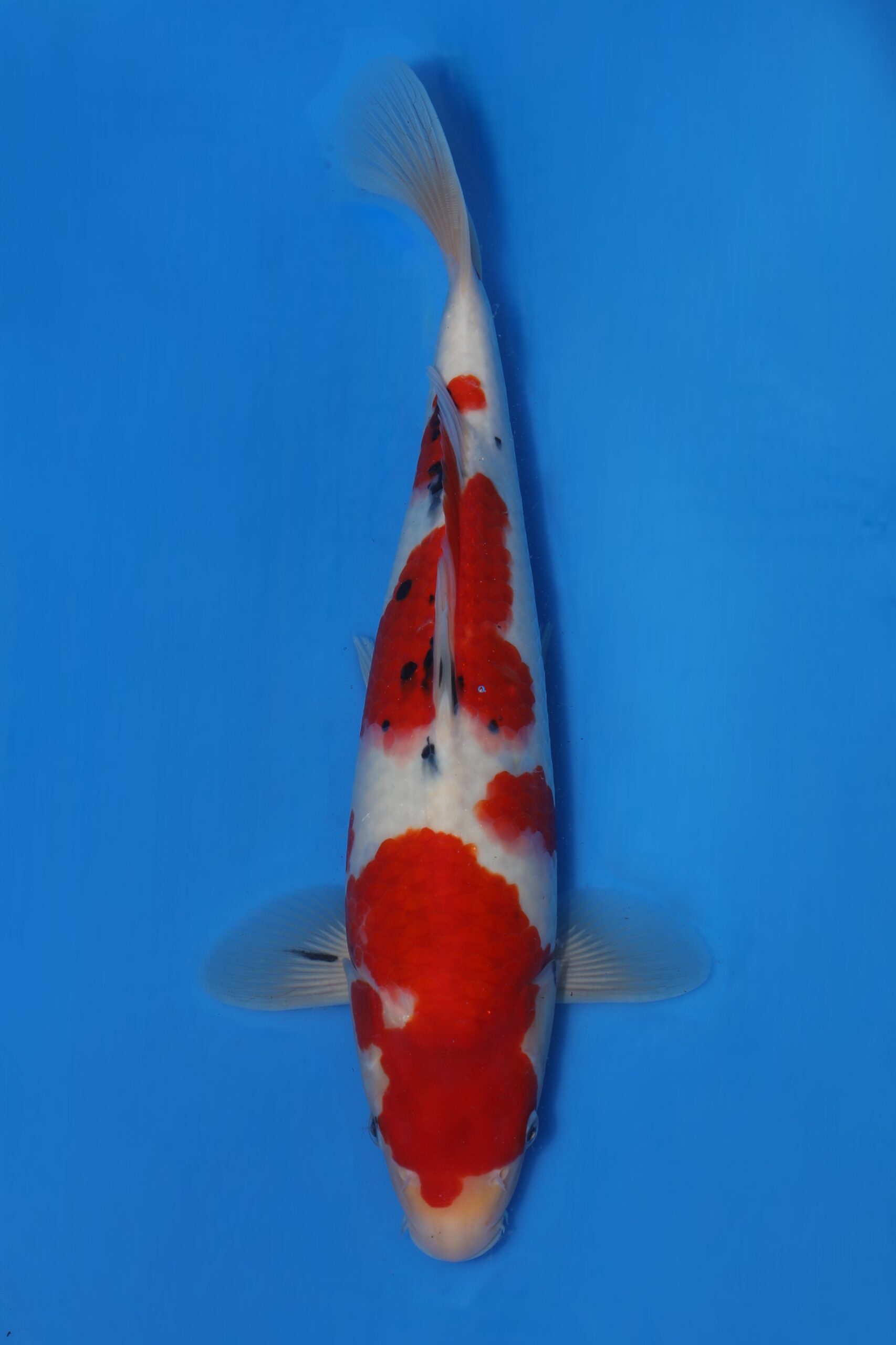 Momotaro sanke VHQ+ NIEUWE Karashigoi bloedlijn JUMBO female tosai