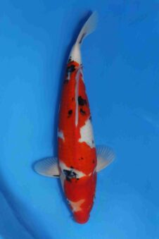 Momotaro sanke VHQ+ NIEUWE Karashigoi bloedlijn JUMBO female tosai