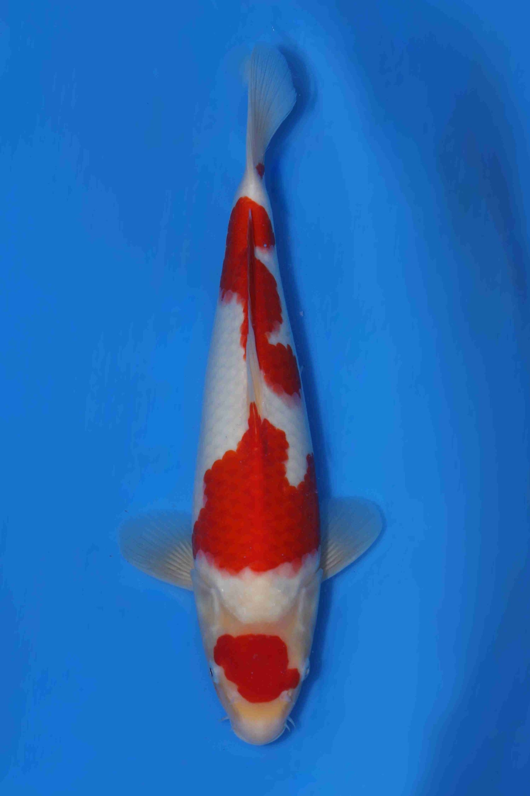 Momotaro kohaku VHQ+ NIEUWE Karashigoi bloedlijn JUMBO female tosai