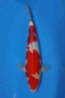 Momotaro sanke VHQ+ NIEUWE Karashigoi bloedlijn JUMBO female tosai