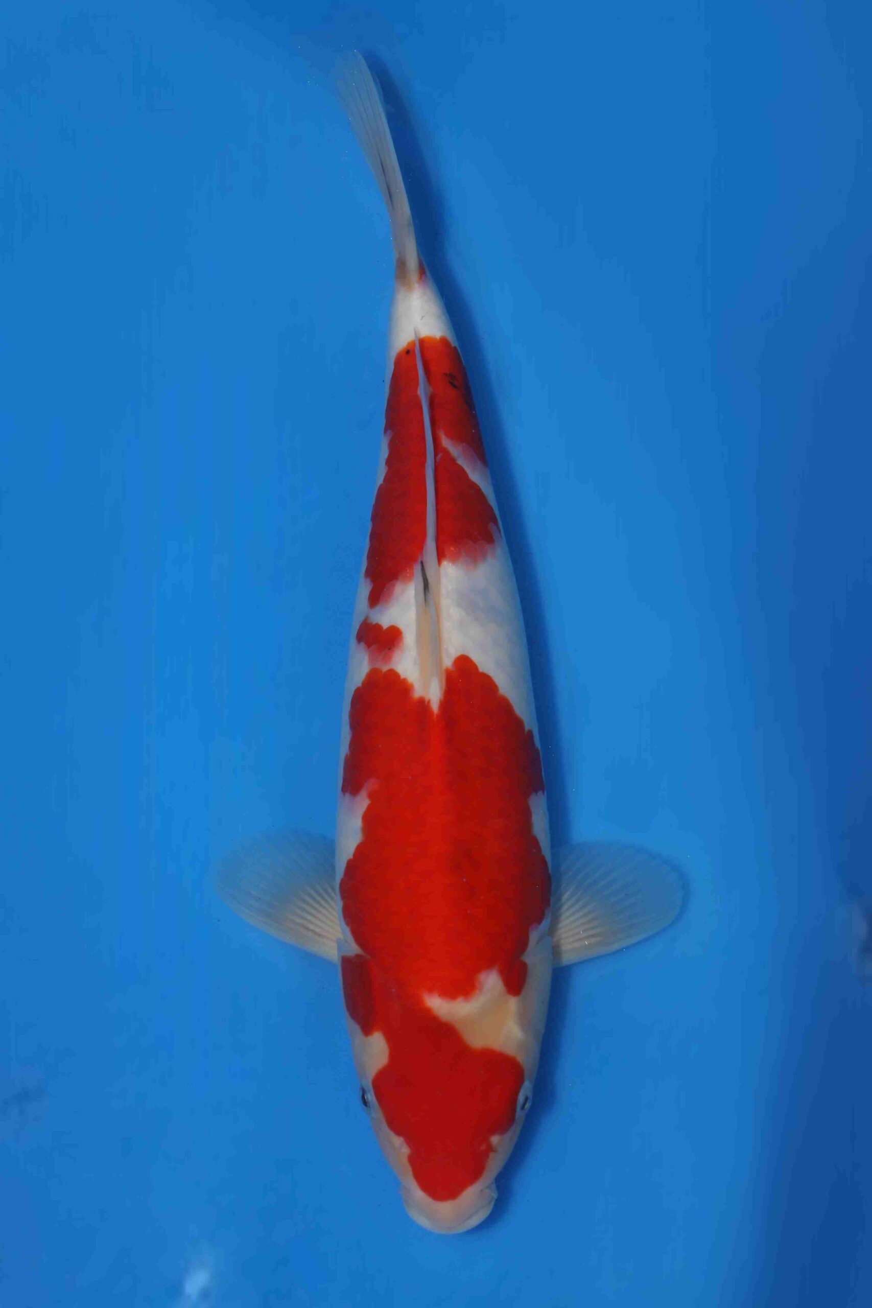 Momotaro sanke VHQ+ NIEUWE Karashigoi bloedlijn JUMBO female tosai