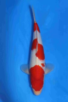 Momotaro kohaku VHQ+ NIEUWE Karashigoi bloedlijn JUMBO female tosai