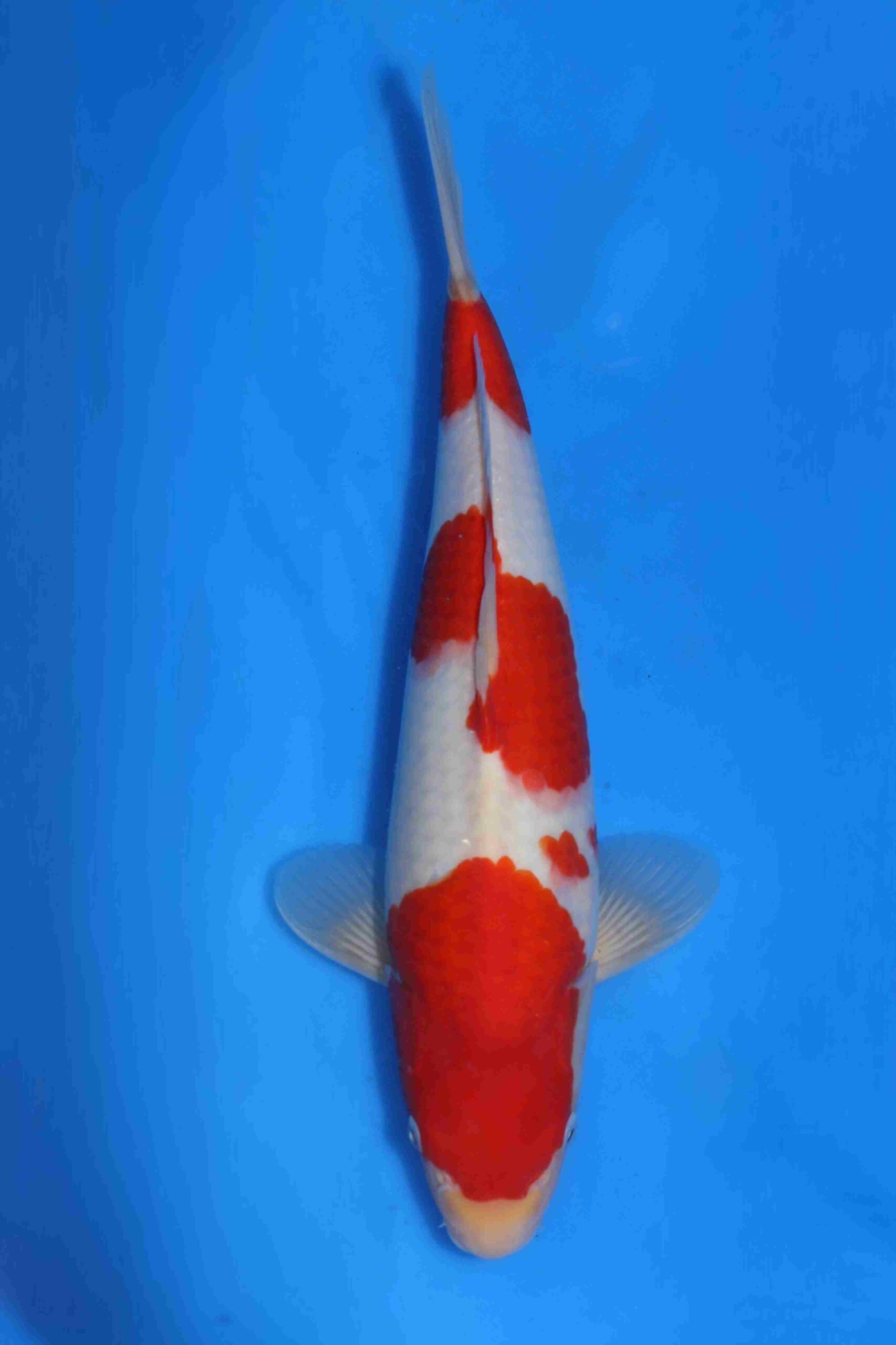 Momotaro kohaku VHQ+ NIEUWE Karashigoi bloedlijn JUMBO female tosai