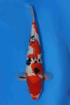 Momotaro sanke VHQ++ NIEUWE Karashigoi bloedlijn JUMBO female tosai