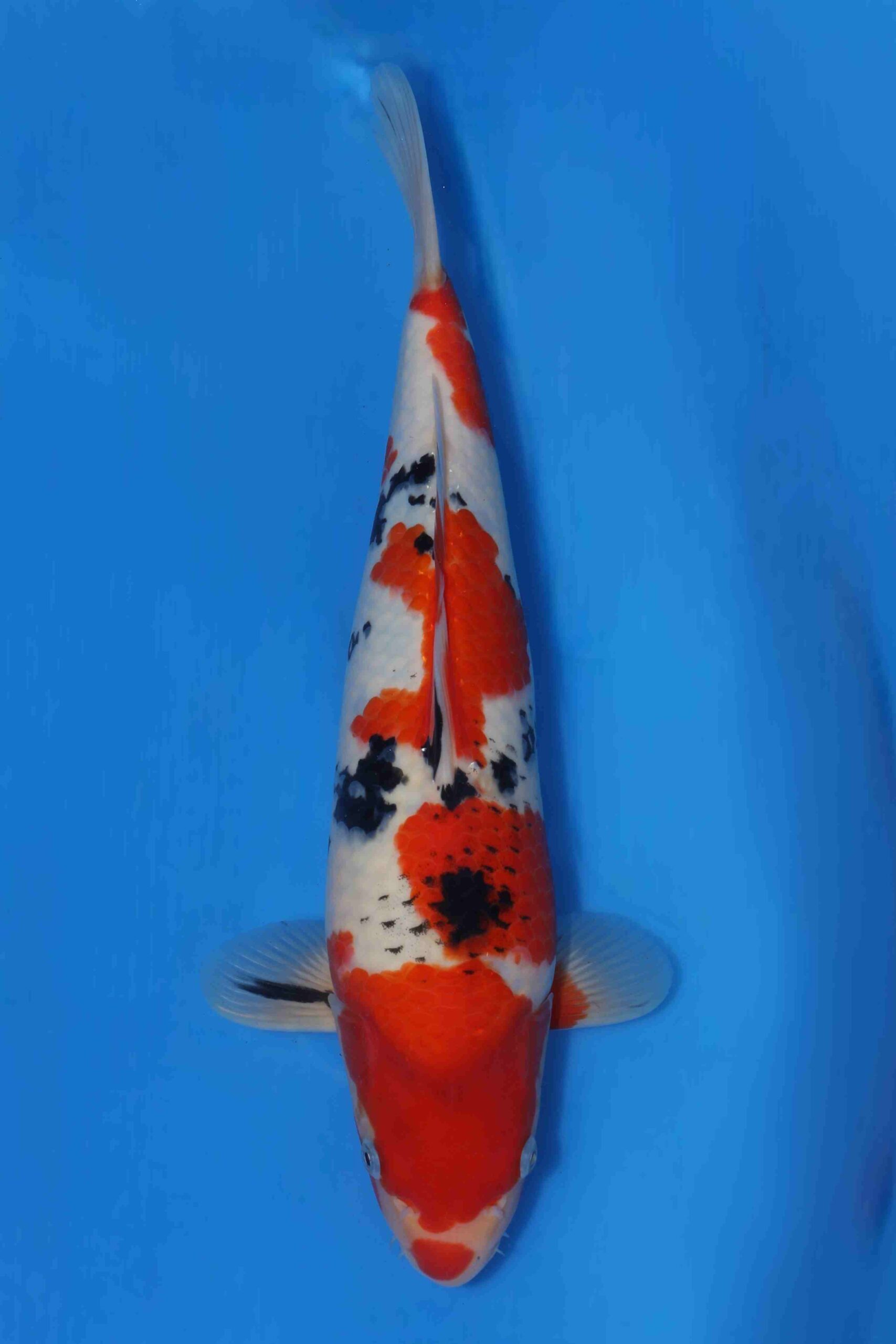 Momotaro sanke VHQ++ NIEUWE Karashigoi bloedlijn JUMBO female tosai