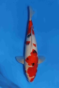 Momotaro sanke VHQ++ NIEUWE Karashigoi bloedlijn JUMBO female tosai