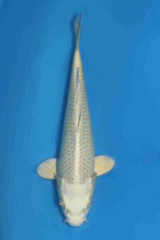 Tategoi Silver fox female* tosai Mukashi ogon SVHQ