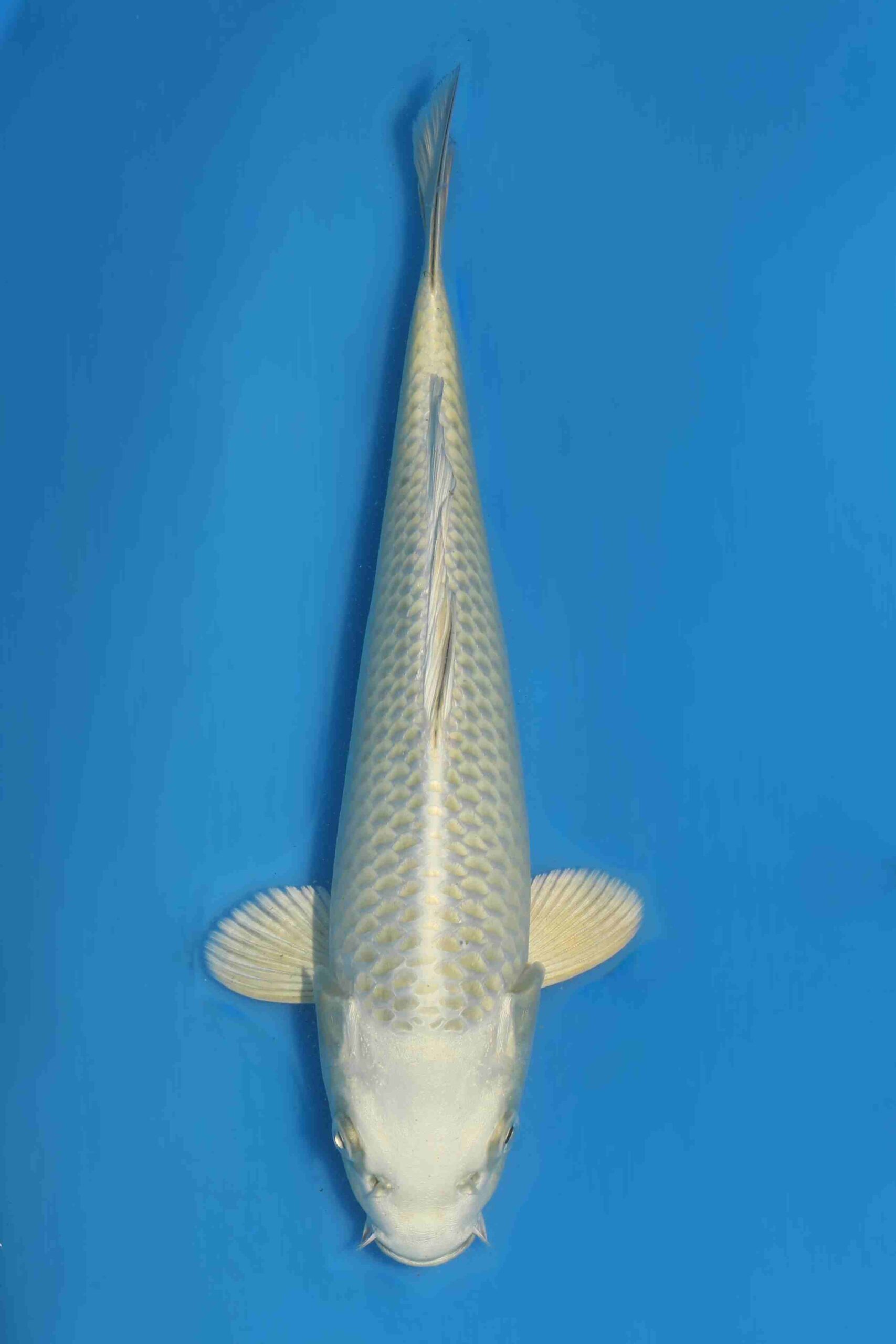 Tategoi Silver fox female* tosai Mukashi ogon SVHQ