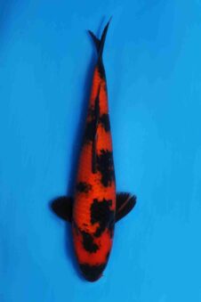 Hi Utsuri VHQ tateshita tosai Ogata