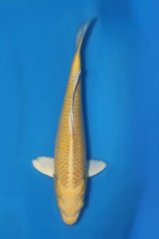 Yamabuki VHQ Tateshita tosai Ogata