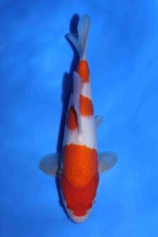 Kohaku Matsue jumbo tosai VHQ