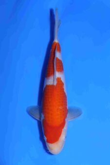 Kohaku Matsue jumbo tosai VHQ