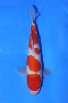 Kohaku Matsue jumbo tosai VHQ