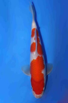 Kohaku Matsue jumbo tosai VHQ