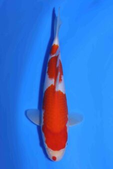 Kohaku Matsue jumbo tosai VHQ