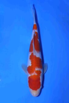 Kohaku Matsue jumbo tosai HQ+