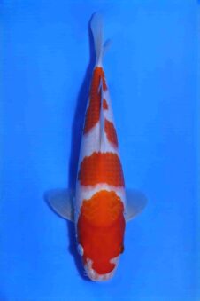 Kohaku Matsue jumbo tosai HQ+