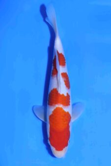 Kohaku Matsue jumbo tosai HQ+