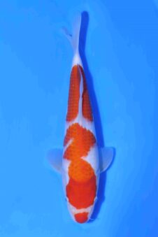 Kohaku Matsue jumbo tosai HQ+