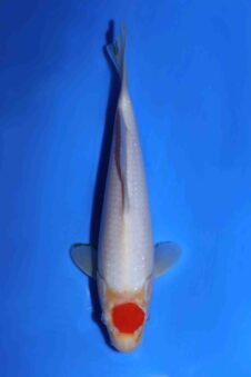 Tancho koahku Matsue jumbo tosai HQ+