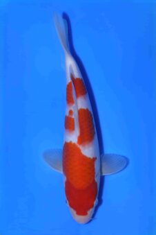 Kohaku Matsue jumbo tosai HQ+