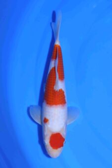 Kohaku Matsue jumbo tosai HQ+