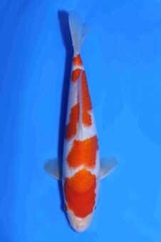 Kohaku Matsue jumbo tosai HQ+