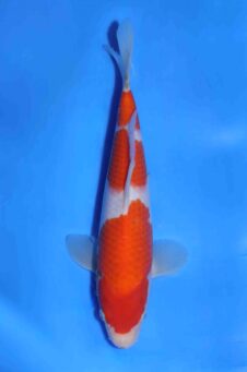 Kohaku Matsue jumbo tosai HQ+