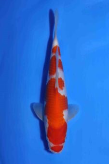 Kohaku Matsue jumbo tosai HQ+