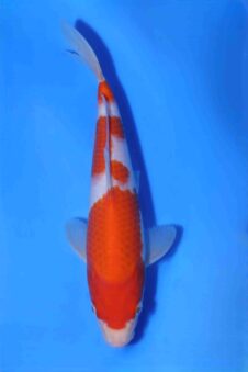 Kohaku Matsue jumbo tosai HQ+