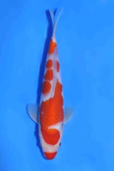 Kohaku Matsue jumbo tosai HQ+