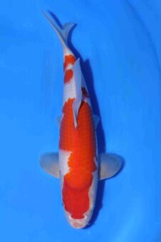 Kohaku Matsue jumbo tosai HQ++